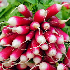 French Breakfast Radish Seeds - Non-GMO, Scarlet Roots with White Tips, 200 seeds
