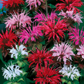 Bee Balm Monarda Didyma Seeds Mix - 90 Non-GMO Perennial Flower Seeds for Pollinator Garden