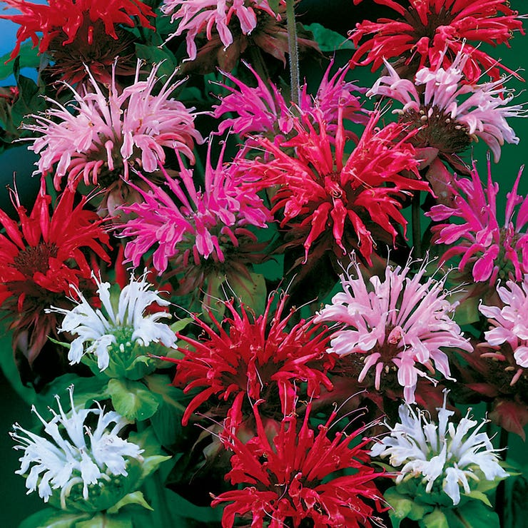 Bee Balm Monarda Didyma Seeds Mix - 90 Non-GMO Perennial Flower Seeds for Pollinator Garden