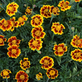 French Marigold Seeds (Tagetes patula) - 25 Seeds, Annual, Full Sun