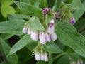 Russian Comfrey 5 Unrooted Cuttings (Bocking 14) Symphytum x uplandicum – Organic Fertilizer Starter