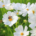 White Cloud 9 Wildflower Mix - 1000 Seeds, Non-GMO, White Blooms for Moon Gardens & Pollinators