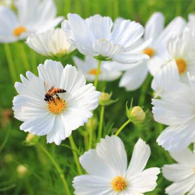 White Cloud 9 Wildflower Mix - 1000 Seeds, Non-GMO, White Blooms for Moon Gardens & Pollinators