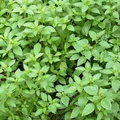 Lemon Basil Seeds (Ocimum basilicum var. citriodora) - 1000 Seeds