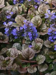 Ajuga Black Scallop Starter Plant (2) - Dark Burgundy Foliage, Blue Flowers, Ground Cover