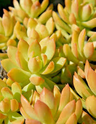 Sedum adolphi ‘Golden Glow’ Bare Root Succulent - 2 Plants (2")