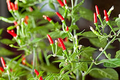 Thai Garden Bird Hot Pepper Seeds - Heirloom Capsicum annuum, 250mg