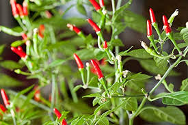 Thai Garden Bird Hot Pepper Seeds - Heirloom Capsicum annuum, 250mg