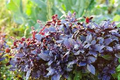 Dark Opal Basil Seeds (Ocimum basilicum) – 500 Seeds, Purple Leaves, Aromatic Herb