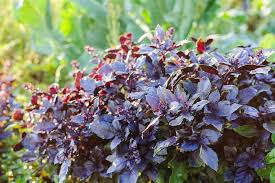 Dark Opal Basil Seeds (Ocimum basilicum) – 500 Seeds, Purple Leaves, Aromatic Herb