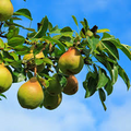 Moon Glow Pear Tree (Pyrus communis) - 2ft Live Starter Plant