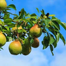 Moon Glow Pear Tree (Pyrus communis) - 2ft Live Starter Plant