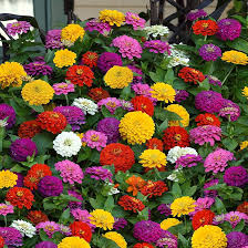 Zinnia Tranquility Mix - 100 Seeds (Zinnia elegans) Double Blooms for Pollinators