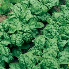 Spinach Bloomsdale Long Standing Seeds - 1g Heirloom, Cold Hardy, High Yield