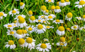 Roman Chamomile Seeds (500) Heirloom, Non-GMO, Matricaria recutita - Fragrant Perennial for Tea, Garden