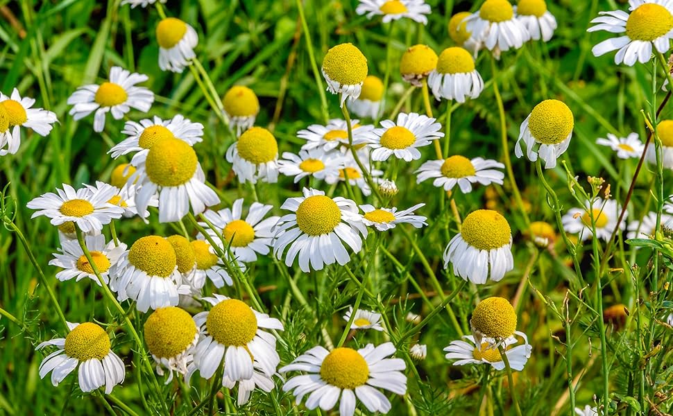 Roman Chamomile Seeds (500) Heirloom, Non-GMO, Matricaria recutita - Fragrant Perennial for Tea, Garden