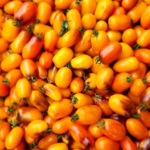 Golden Hour Micro Dwarf Tomato Seeds - 15 Non-GMO Heirloom Seeds