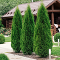 Arborvitae Emerald Green Cuttings (Thuja occidentalis 'Emerald Green') - 10 Unrooted 10-15 cm