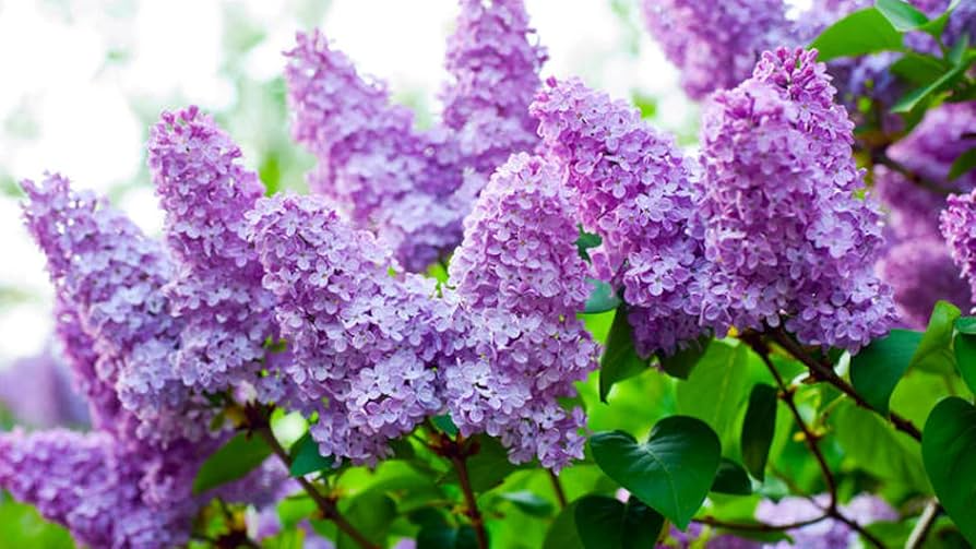 Old Fashioned Lilac Syringa vulgaris Bare Root Plant 10-14" - Fragrant Purple Flowers, Zones 3-7