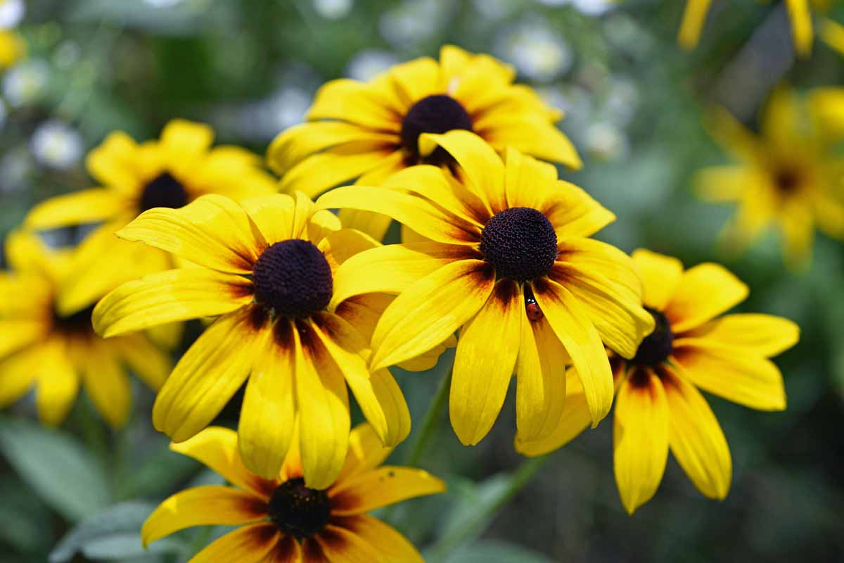 400 Seeds Black-eyed Susan (Rudbeckia hirta) - Yellow Wildflower Seeds for Garden / Landscaping