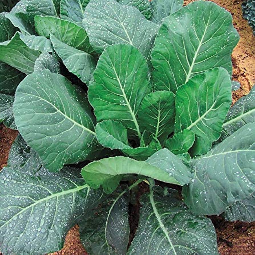 Collards Champion Seeds - Brassica oleracea var. viridis | Heirloom, Non-GMO, 1g Packet (~300 Seeds)