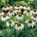 White Swan Coneflower Seeds (Echinacea purpurea alba) - Fragrant White Blooms, Drought-Tolerant, Non-GMO
