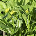 Yu Choy Sum Seeds (Brassica Jung Green) - 150 Seeds for Cool-Season Planting