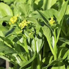 Yu Choy Sum Seeds (Brassica Jung Green) - 150 Seeds for Cool-Season Planting