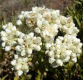 Sweet Everlasting Pseudognaphalium Seeds - Perennial Wildflower, 30mg