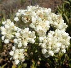 Sweet Everlasting Pseudognaphalium Seeds - Perennial Wildflower, 30mg