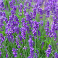 Munstead Lavender (Lavandula angustifolia) - 50 Seeds - Fragrant English Lavender