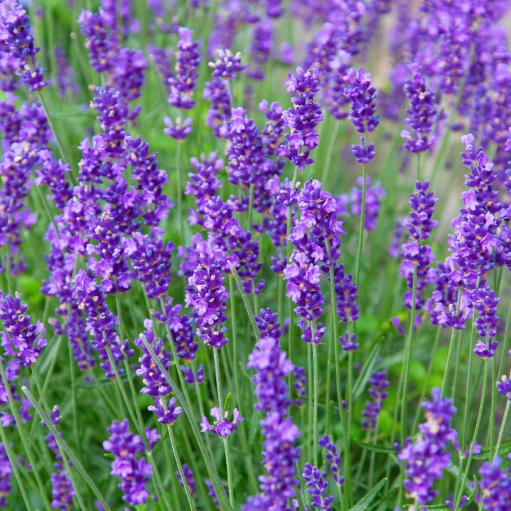 Munstead Lavender (Lavandula angustifolia) - 50 Seeds - Fragrant English Lavender