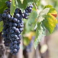 30 Grape Vine Seeds (Vitis vinifera) for Planting – Wine or Table Grapes