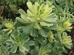 Aeonium castello-paivae ‘Harry Mak’ Sun Cup - 3 Rooted Cuttings, Variegated Rosettes