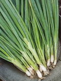Evergreen Bunching Onion Seeds - Non-Bulbing Perennial Green Onion (Allium fistulosum) 60-70 Days