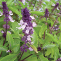 Cinnamon Basil Seeds (Ocimum basilicum) – 300 seeds, Aromatic Herb with Cinnamon Flavor
