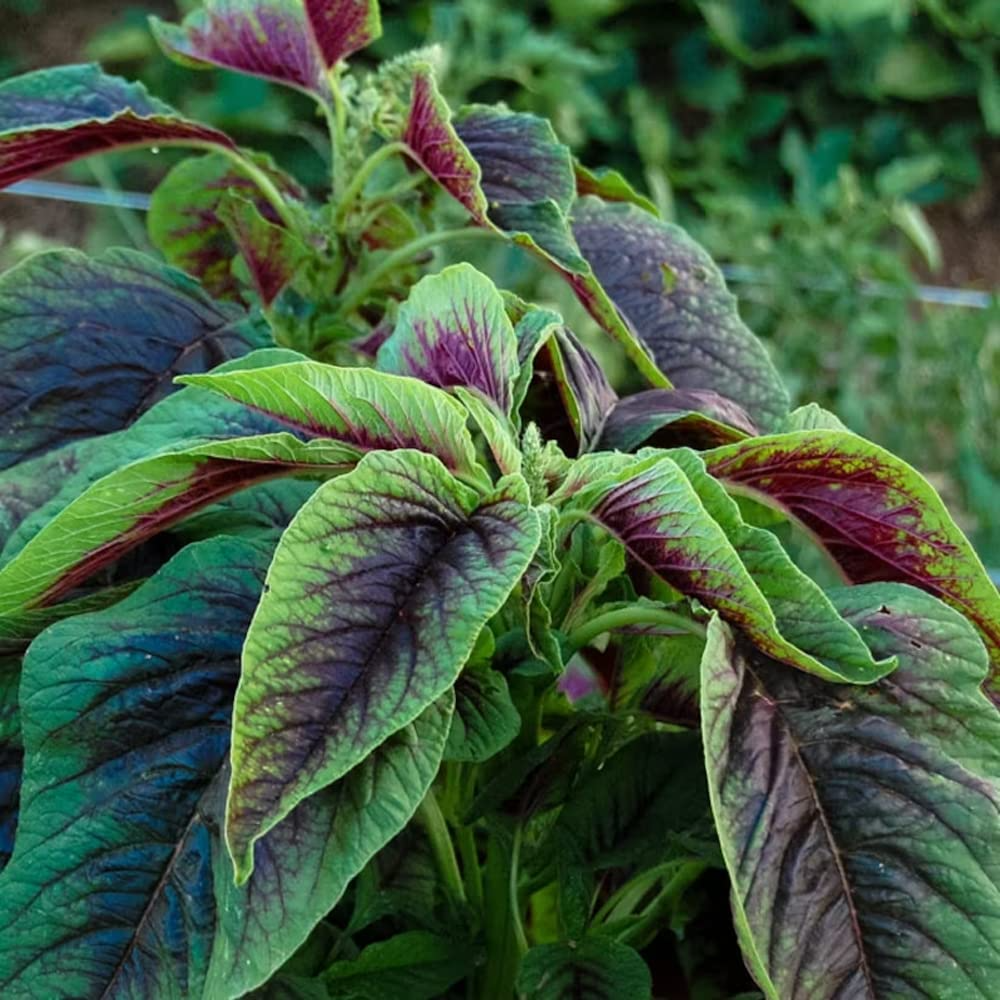 Edible Amaranth Red Stripe Leaf Seeds (Amaranthus tricolor) - 500 Seeds