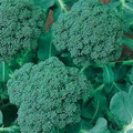 Broccoli Waltham 29 Seeds - 300 Seed Pack (Brassica oleracea) Heirloom
