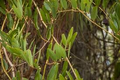 Laurel Greenbrier Seeds (Smilax laurifolia) - 5 Seeds | Hardy Evergreen Vine for Wildlife & Natural Fencing