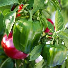California Wonder 300 Sweet Bell Pepper Seeds - 30 Seeds | Heirloom Capsicum annuum