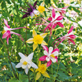 Columbine McKana Giant Mix Seeds - 500 Aquilegia, Perennial, Non-GMO