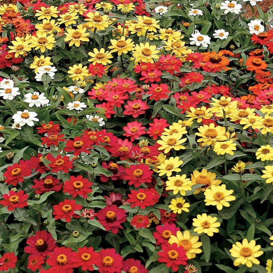 Profusion Mix Zinnia Seeds - 100+ Seed Pack, Bright Blooming Annuals for Gardens
