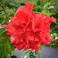 Japanese Carnation Starter Plant - Fragrant, Compact Dianthus chinensis, Easy-Care