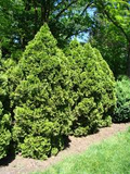 Thuja occidentalis Seeds – Eastern Arborvitae Tree for Hedges & Privacy Screens