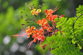 10 Dwarf Poinciana Seeds (C. pulcherrima) Red Bird of Paradise - Non-GMO