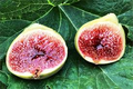 White Adriatic Fig Unrooted Cuttings (5) 6-8" - Ficus carica