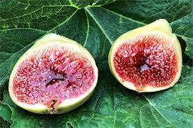 White Adriatic Fig Unrooted Cuttings (5) 6-8" - Ficus carica