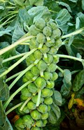 Brussels Sprouts Long Island Improved Seeds - Heirloom, Compact, High-Yield (1g)