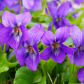 Purple Violets (Viola odorata) - 25 Live Starter Plants, Bare Root