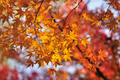 Acer mono Seeds (Painted Maple) – Ornamental Deciduous Tree, Fall Color, Cold Hardy